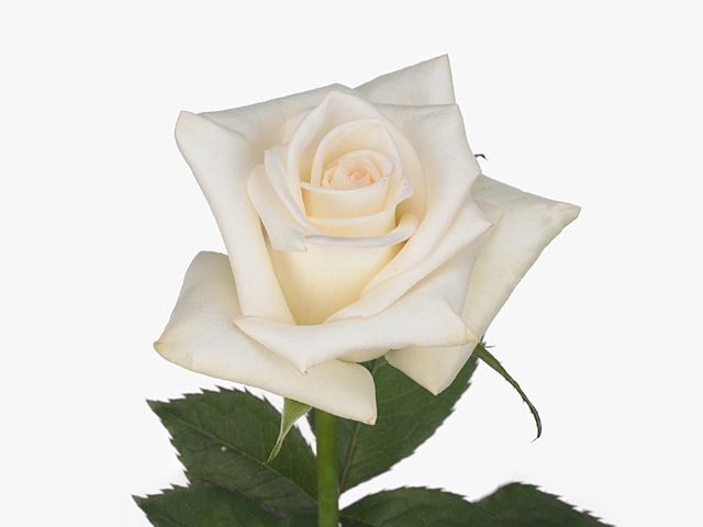 Роза крупноцветковая "Lermontov"