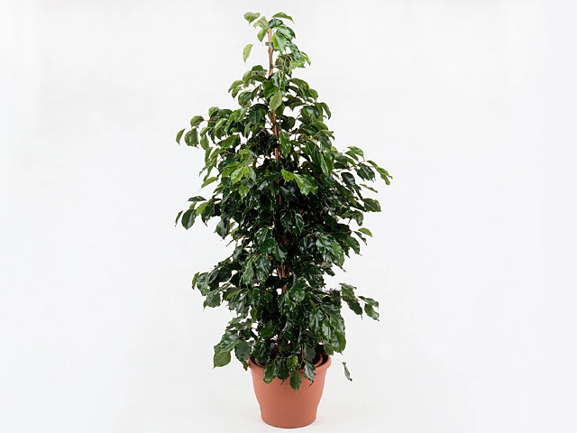 Ficus benjamina 'Naomi Gold'