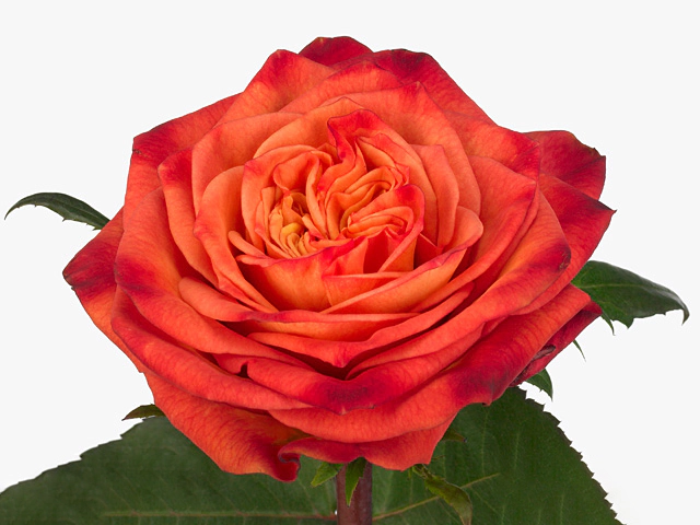 Роза крупноцветковая "Bravour"