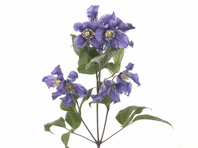 Clematis (Diversifolia Grp) Blue Pirouette