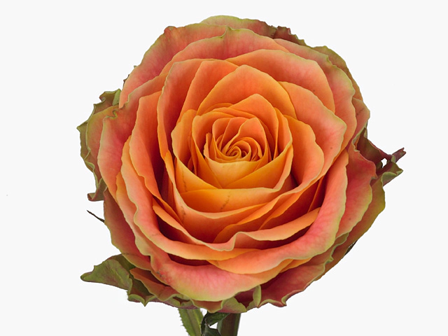 Роза крупноцветковая "Espresso"