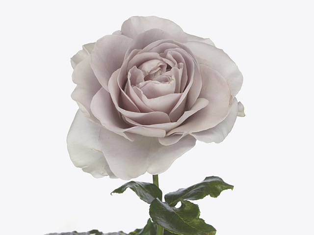 Роза крупноцветковая "Alva"