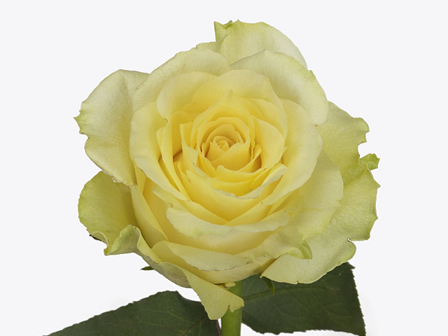 Rosa large flowered Minion Rose