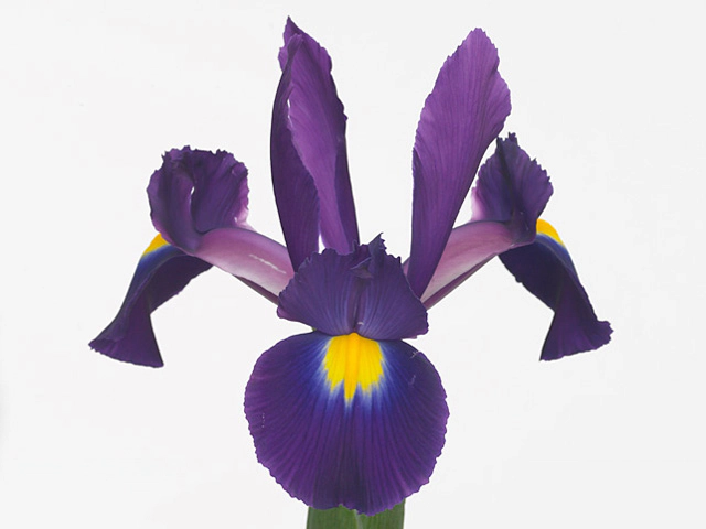 Iris (Dutch Iris Grp)Tigris