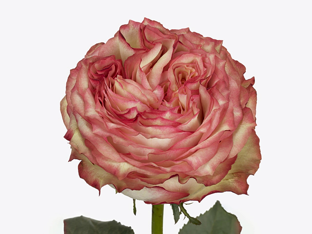 Роза крупноцветковая "Miraculous@"
