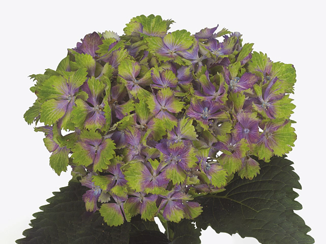 Hydrangea macrophylla Magical Spotlight (purple)