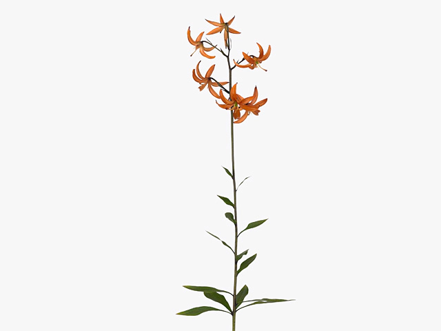 Lilium (Martagon Grp) 'Orange Marmelade'