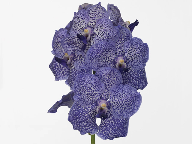 Vanda Bajong Sky Blue Somsri 'Blue Spot Beauty'