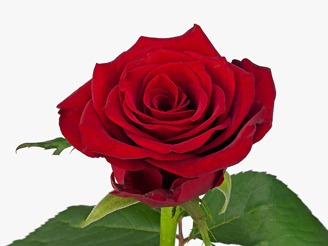 Роза крупноцветковая "Lucky Red"