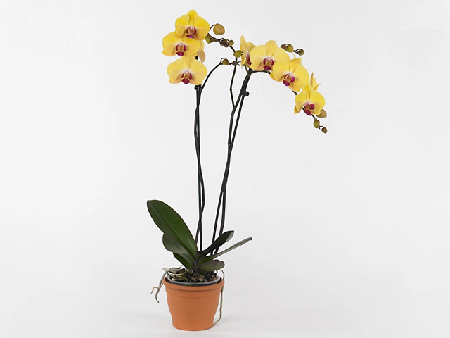 Phalaenopsis Goldion