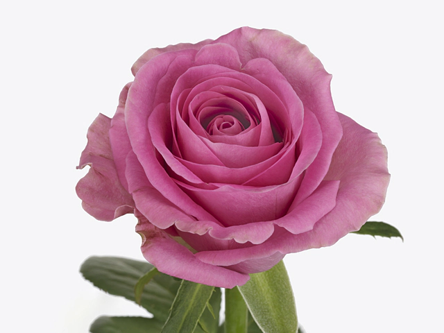Rosa large flowered Pink Arrow@