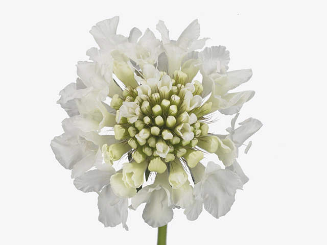 Scabiosa atropurpurea Vanilla Scoop