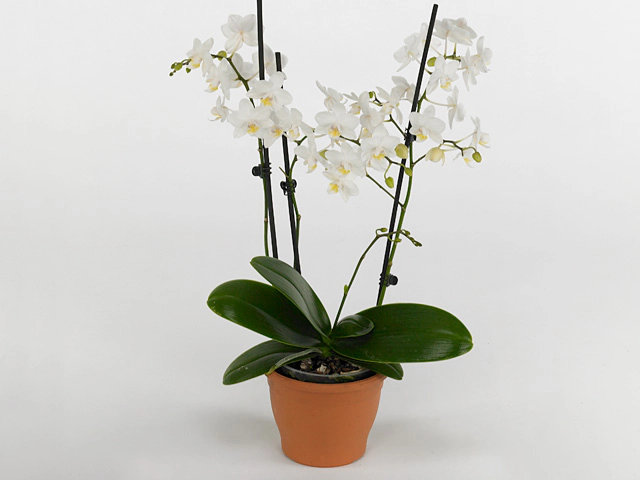Phalaenopsis Multifloratypes Floriclone Liv