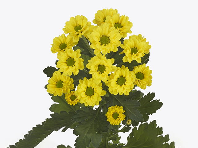Chrysanthemum (Indicum Grp) spray santini AAA Tycho