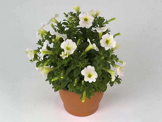 Петуния "Tiny Tunia White"