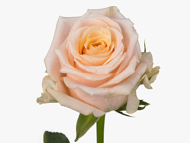 Rosa large flowered Cashmere