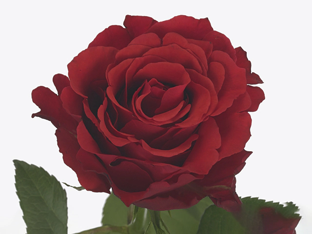 Rosa large flowered Heat