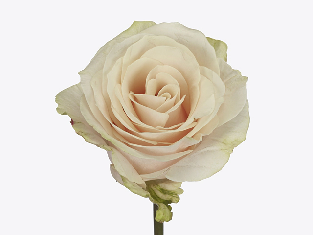 Роза крупноцветковая "Roxanne+"