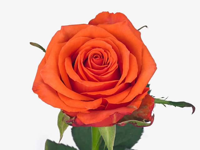 Роза крупноцветковая "Henna+"