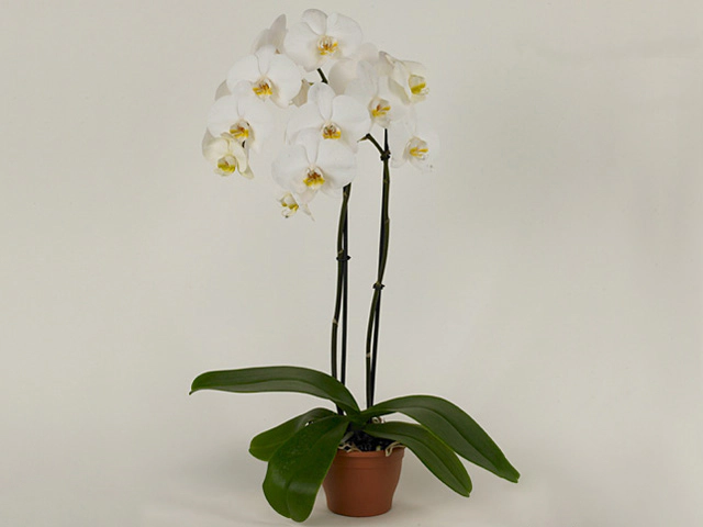 Phalaenopsis Anthura Cambridge
