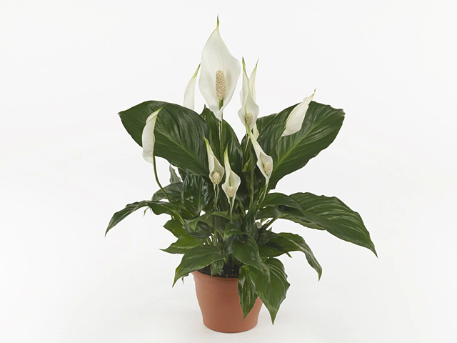 Spathiphyllum 'Sweet Mario'