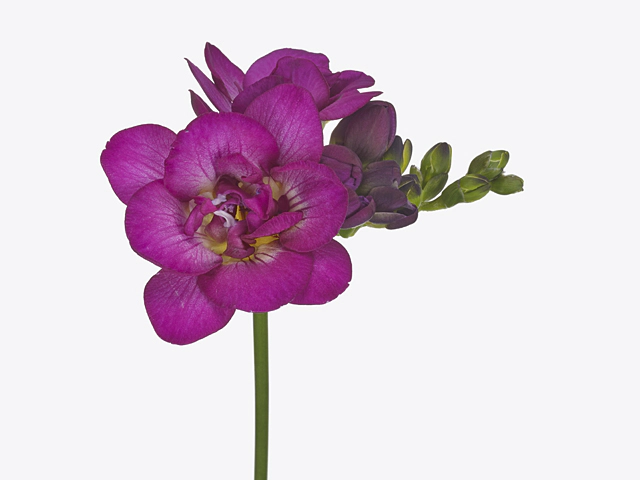 Freesia double flowered 'Purple King'