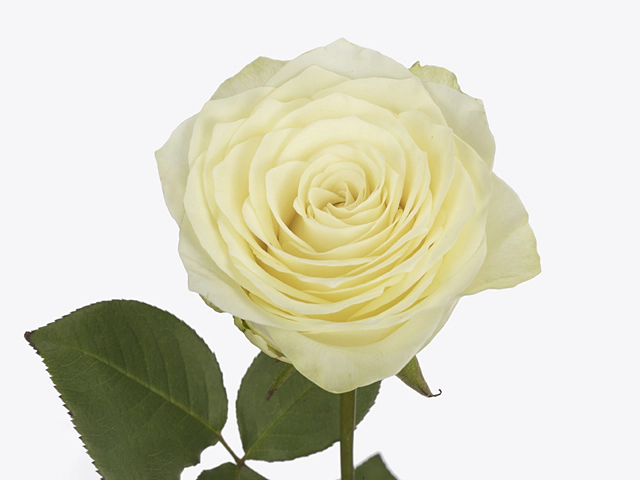 Роза крупноцветковая "Lemon Swirl+"