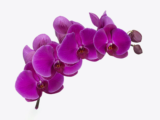 Phalaenopsis per branch 'Beau Monde'