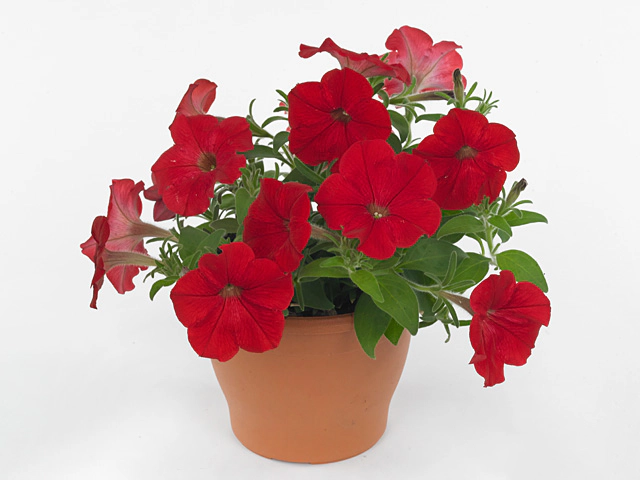 Petunia 'Sj Red'