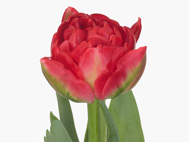 Tulipa (Double Early Grp) 'Pamplona'