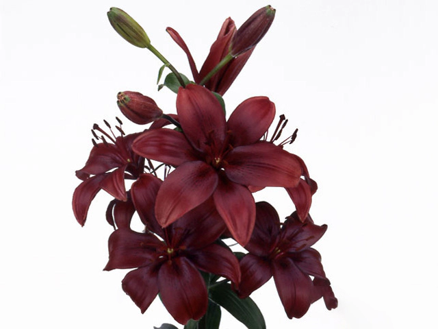 Лилия азиатская "Black Jack"
