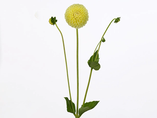 Dahlia (Ball Grp) 'Jowey Martina'