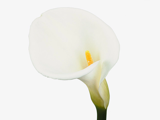 Zantedeschia aethiopica 'White Dream'