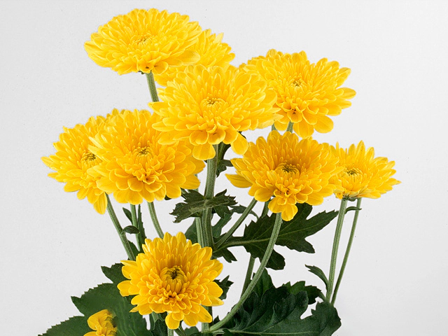 Хризантема индийская спрей "Art"