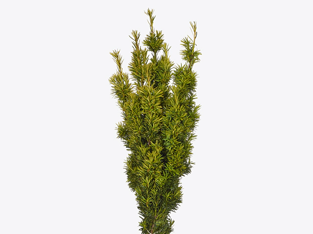 Taxus baccata 'Fastigiata Aurea' per bunch