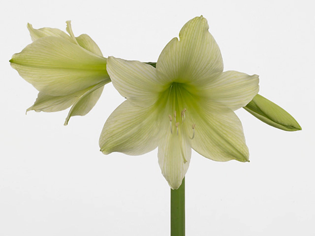 Hippeastrum (Diamond Grp) 'Pina Colada'