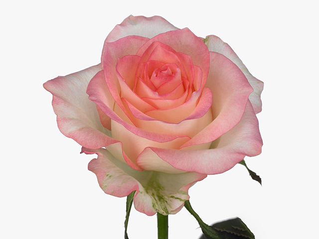 Роза крупноцветковая "Jumilia"