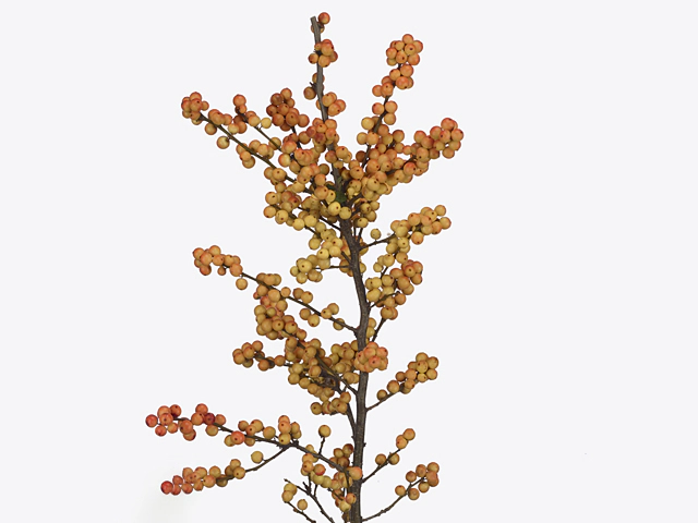 Ilex verticillata (berry) 'Indian Summer'