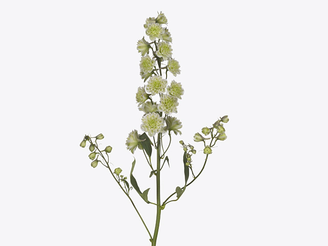 Delphinium (Elatum Grp) double flowered Premium Polar Sensation