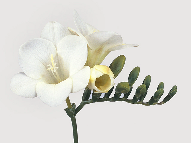 Freesia single flowered 'Argenta'