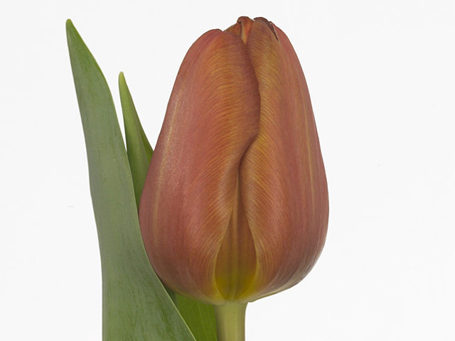 Tulipa (Triumph Grp) 'Brown Sugar'