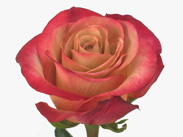 Роза крупноцветковая "Lipstick"