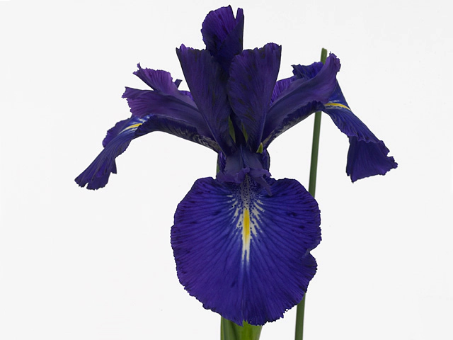 Iris (perennial) latifolia 'King of the Blues'