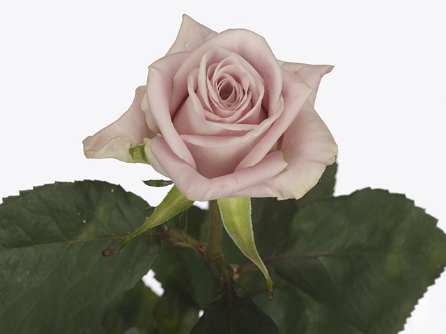 Rosa small flowered Sweet Menta