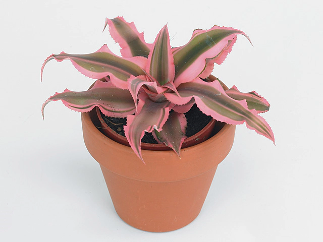 Cryptanthus bivittatus 'Pink Starlight'