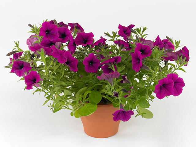 Petunia Fortunia Dark Purple