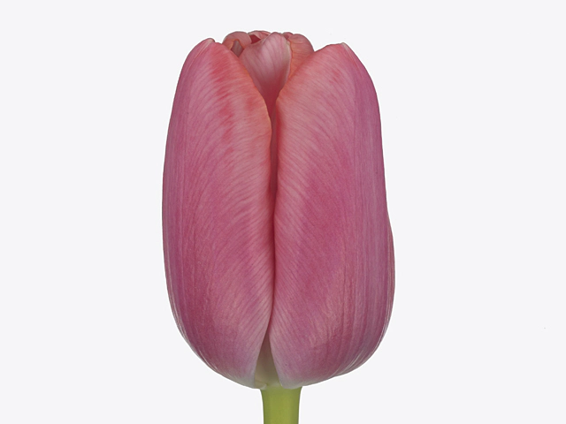 Tulipa (Triumph Grp) 'Tresor'