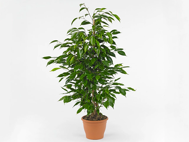 Ficus benjamina 'Anastasia'