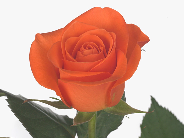 Роза крупноцветковая "Spritz"