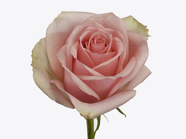 Rosa large flowered Royal Pink